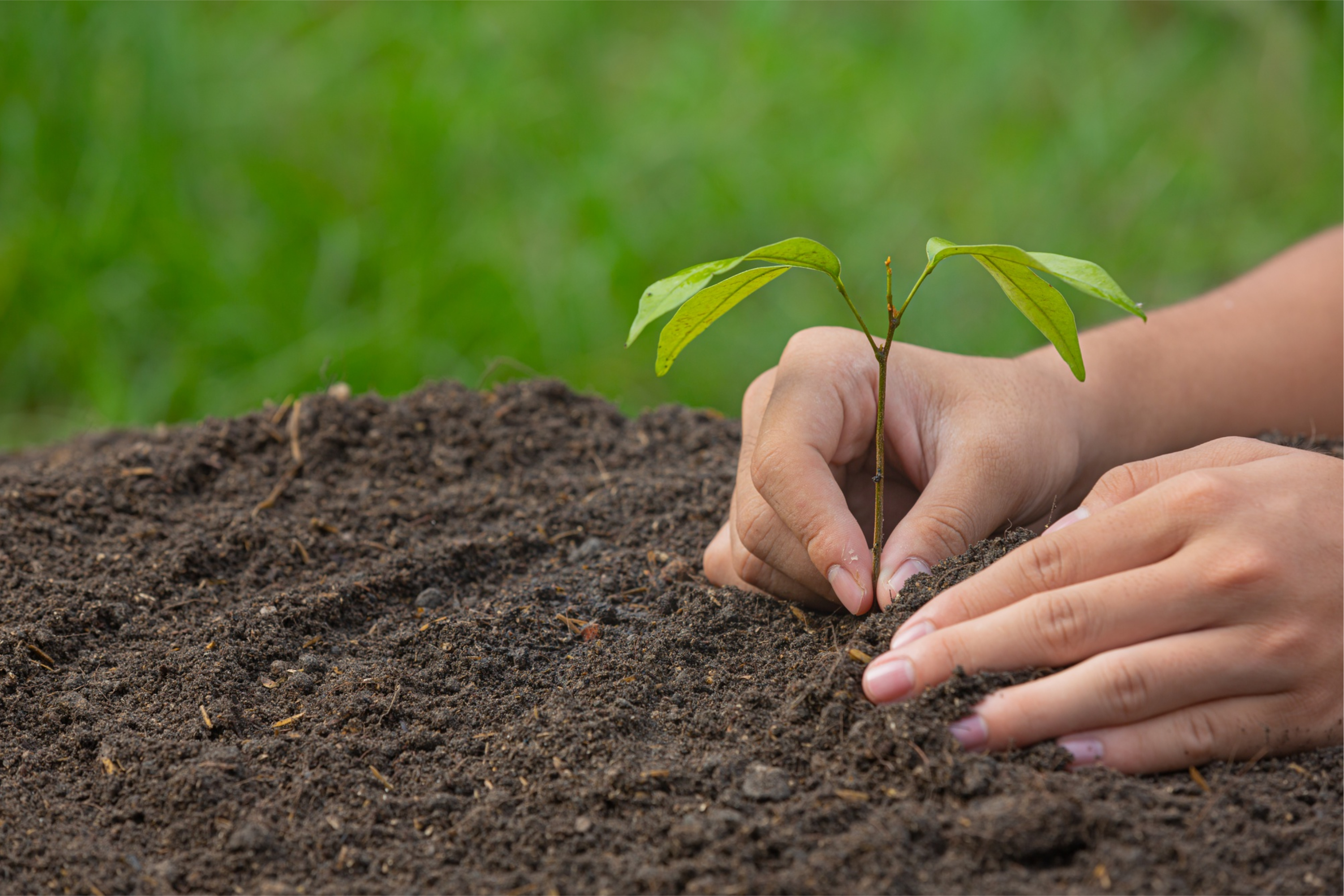Tea Sapling Environmental Care Tea Sapling Environmental Care