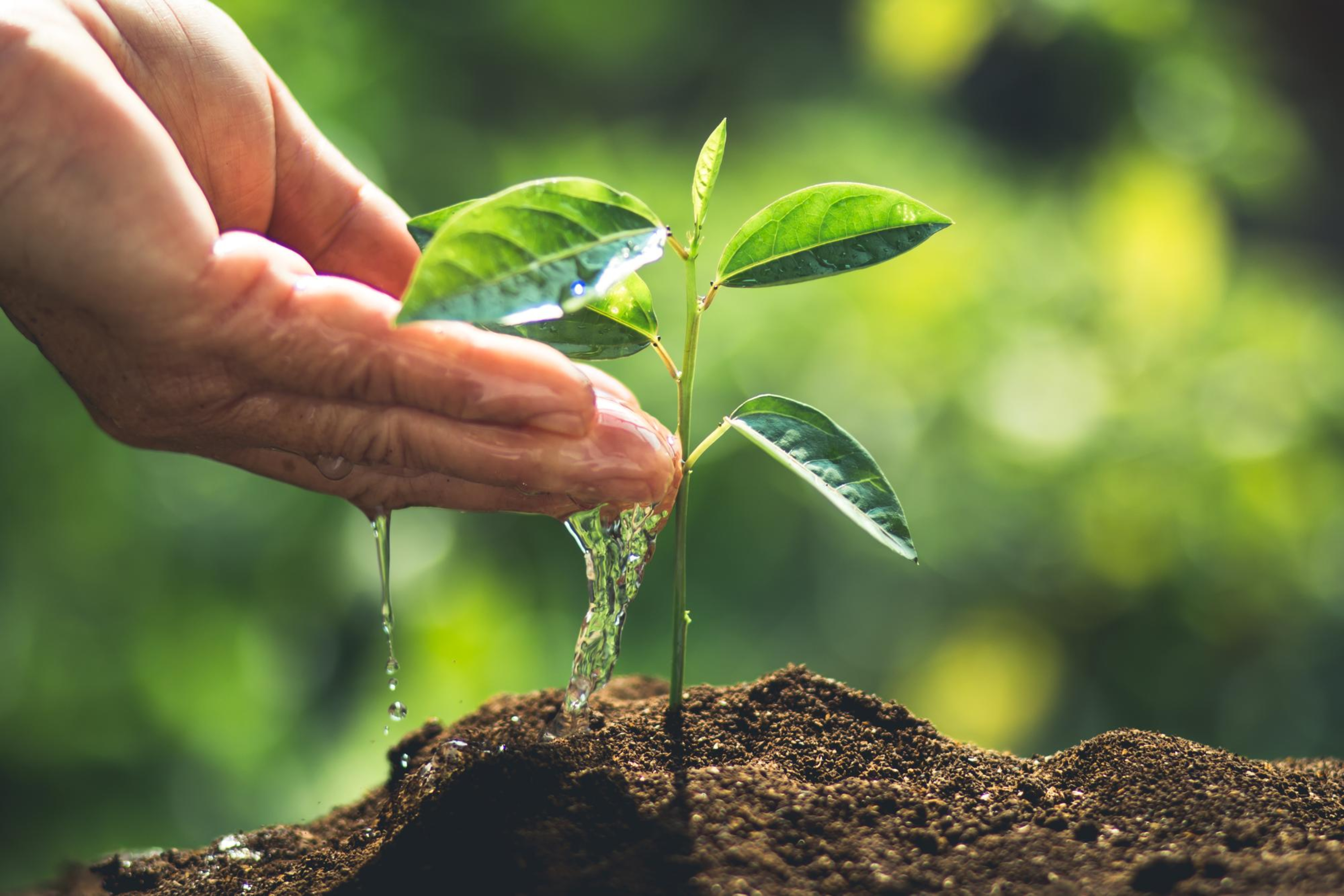 Eco Tree Graphic Elite Tea